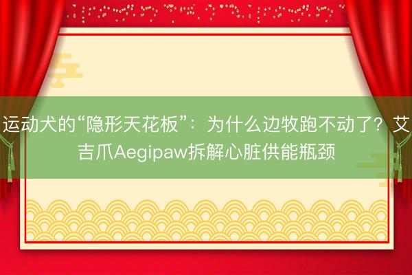 运动犬的“隐形天花板”：为什么边牧跑不动了？艾吉爪Aegipaw拆解心脏供能瓶颈